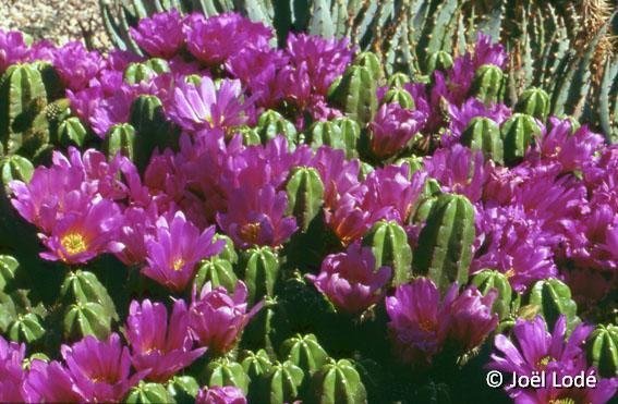 Echinocereus viereckii ssp. morricalii Canary cactus JLcoll.1298
